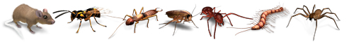 pest strip